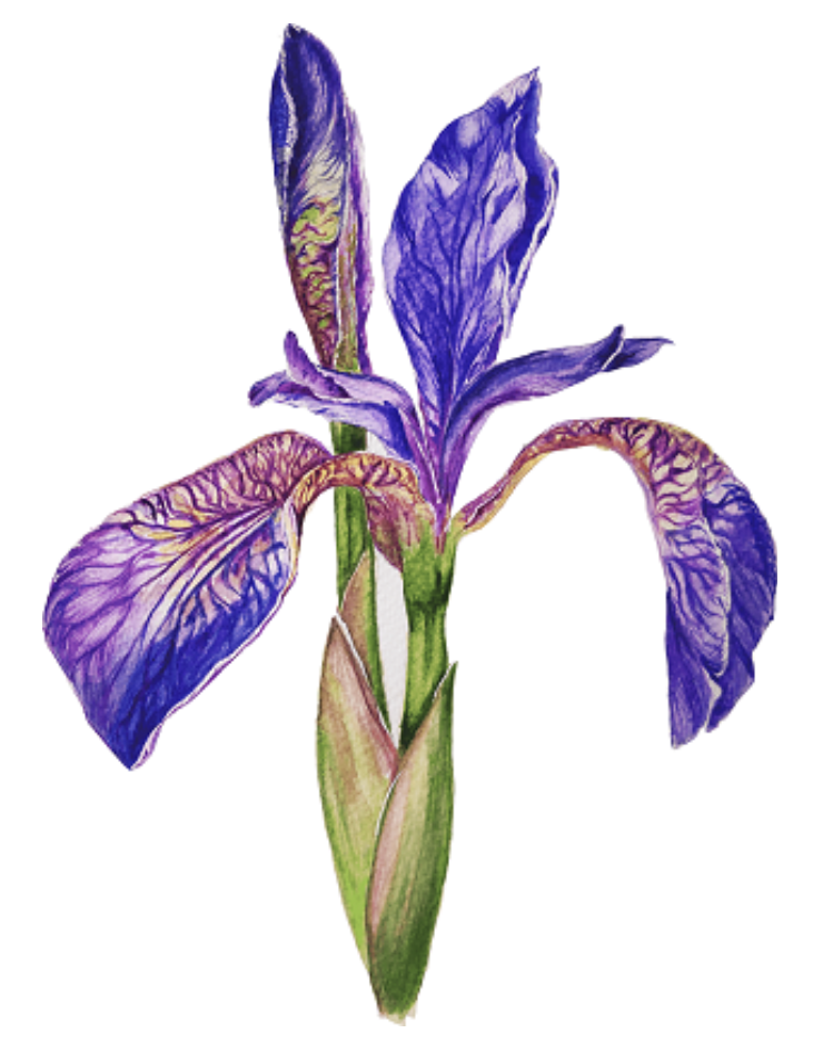 Botanical Art