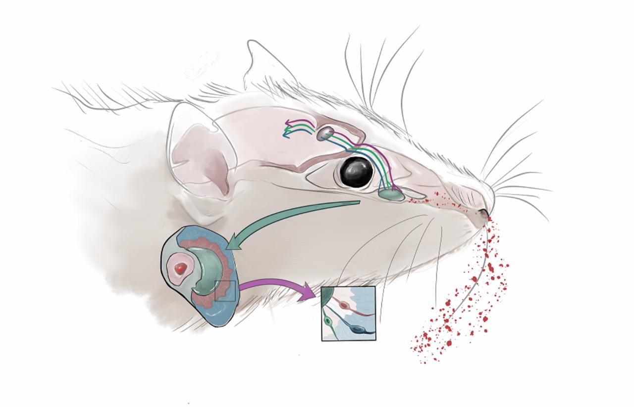 Processing Pheromones